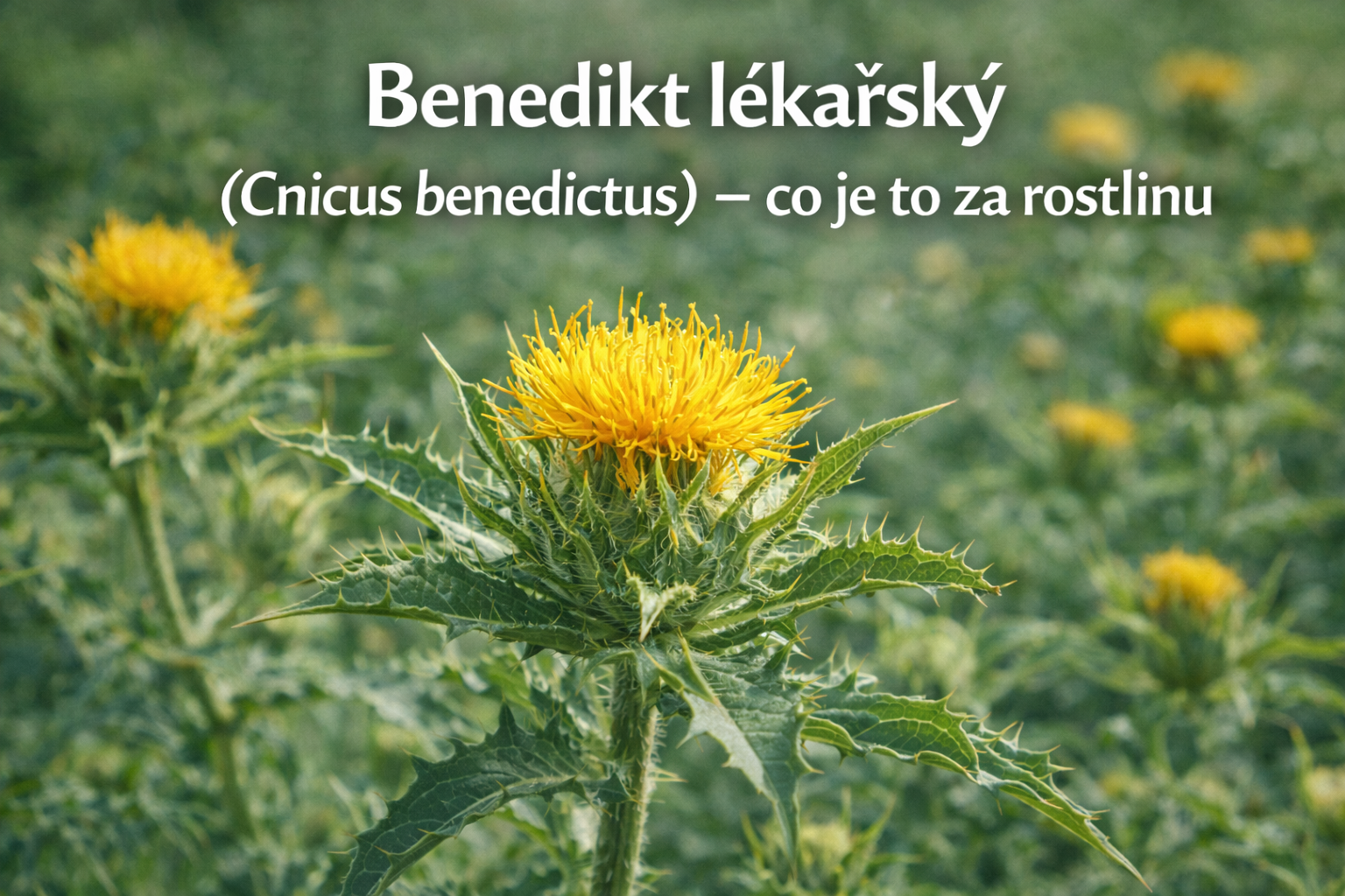 Co je co?