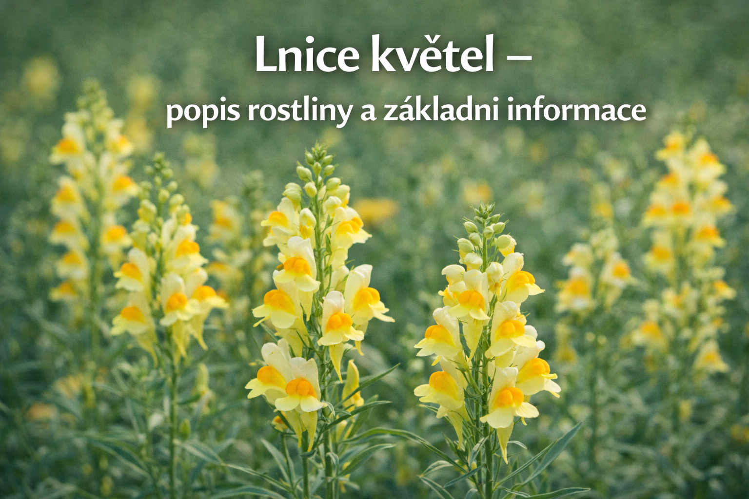 Co je co?