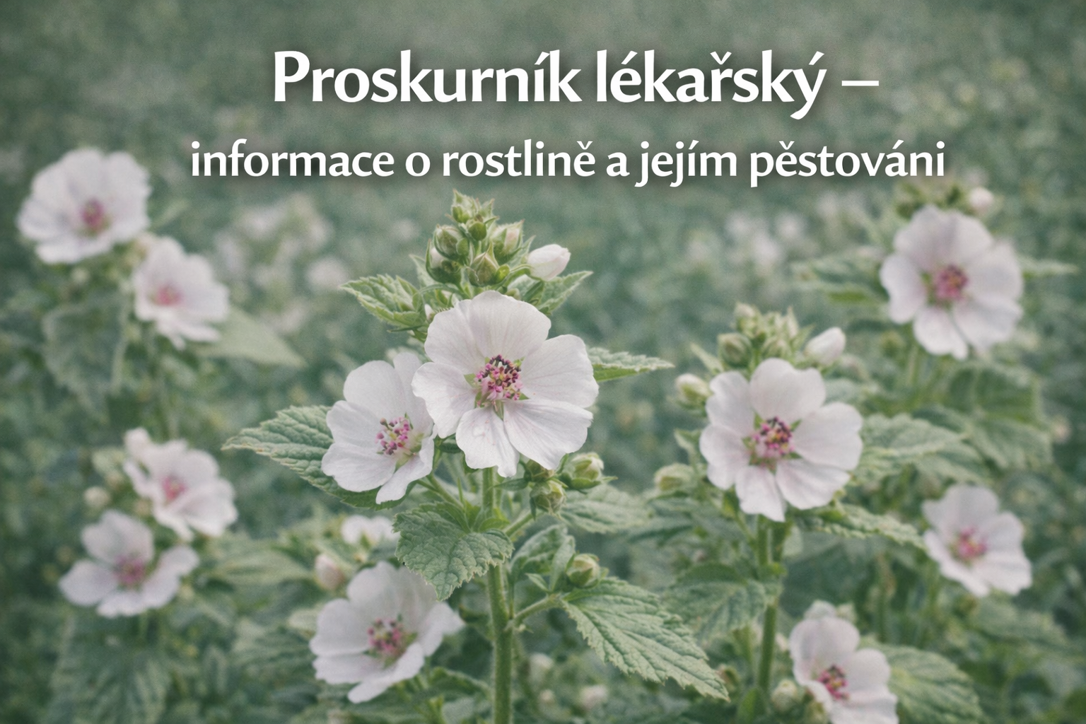 Co je co? 