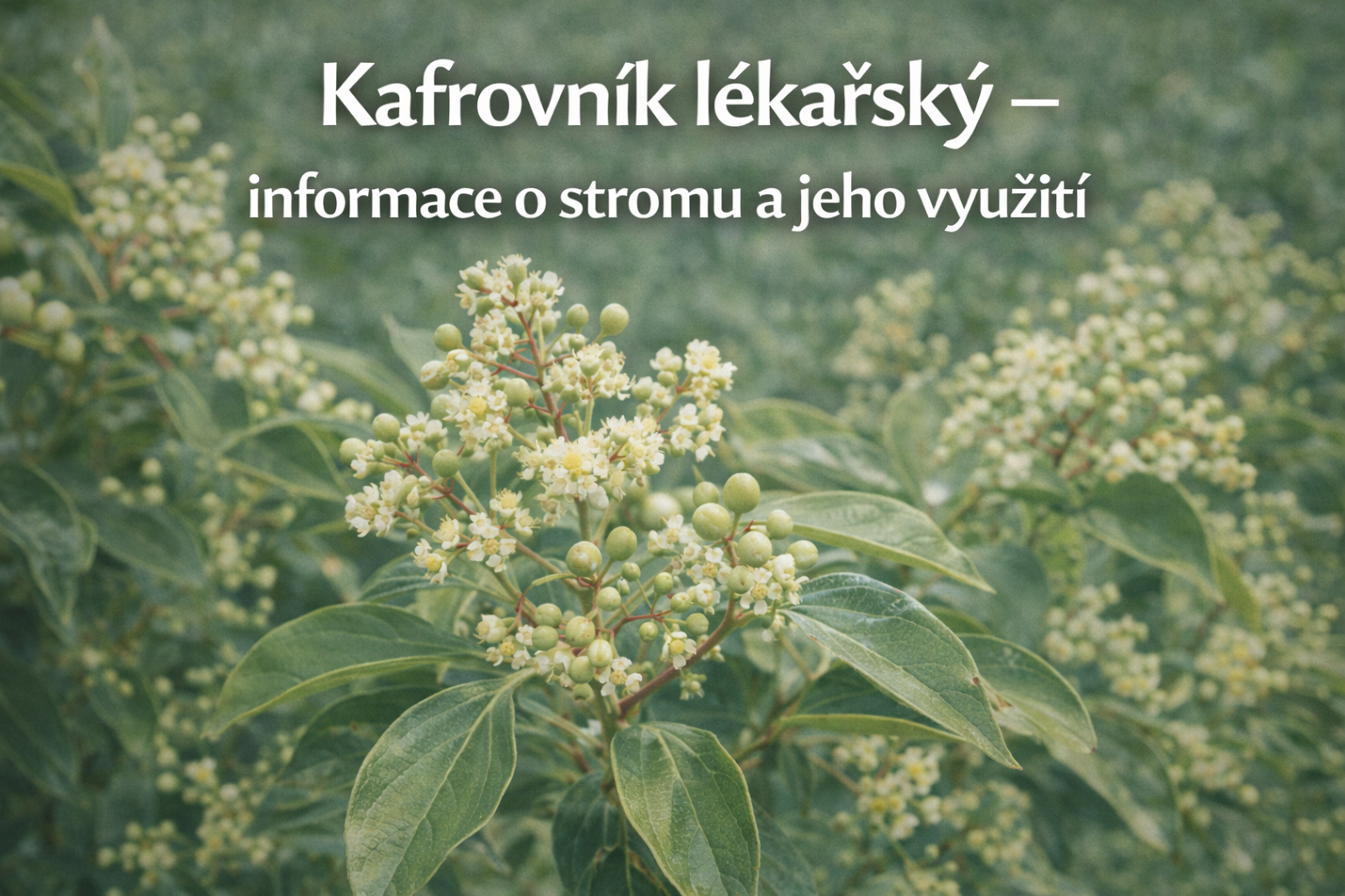 Co je co? 