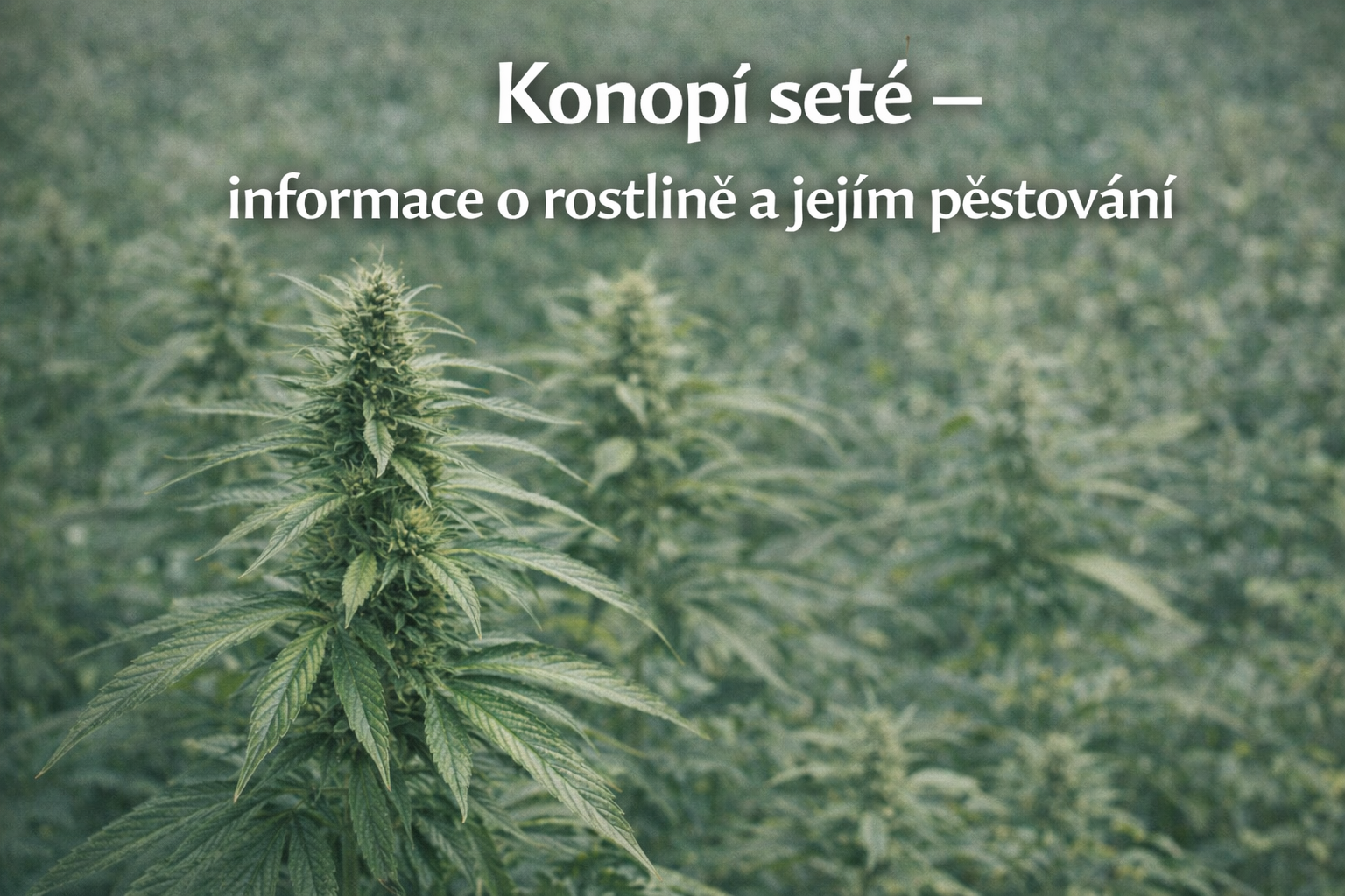Co je co? 