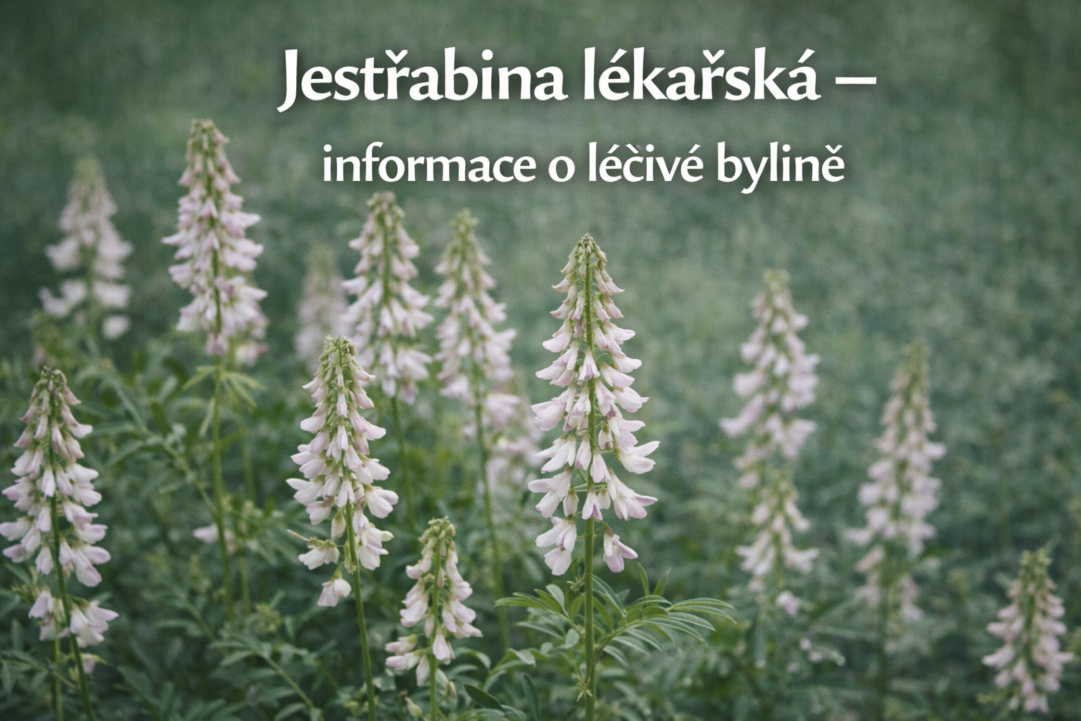 Co je co? 