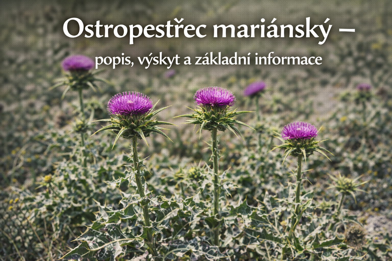 Co je co?
