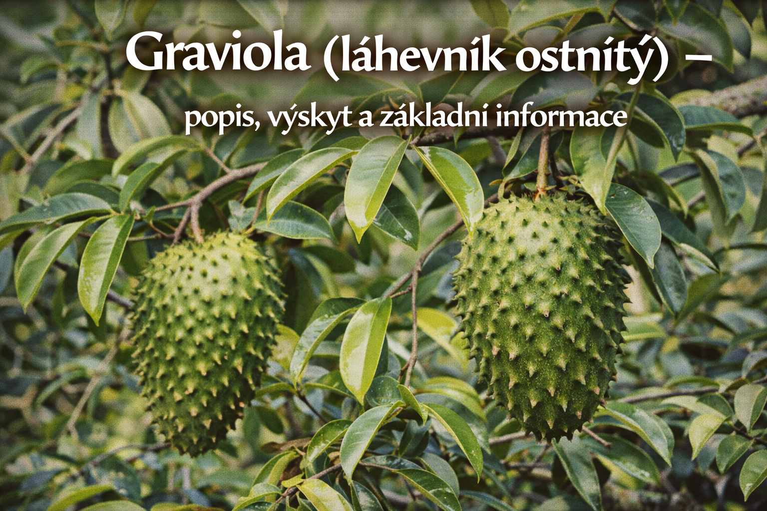 Co je co?