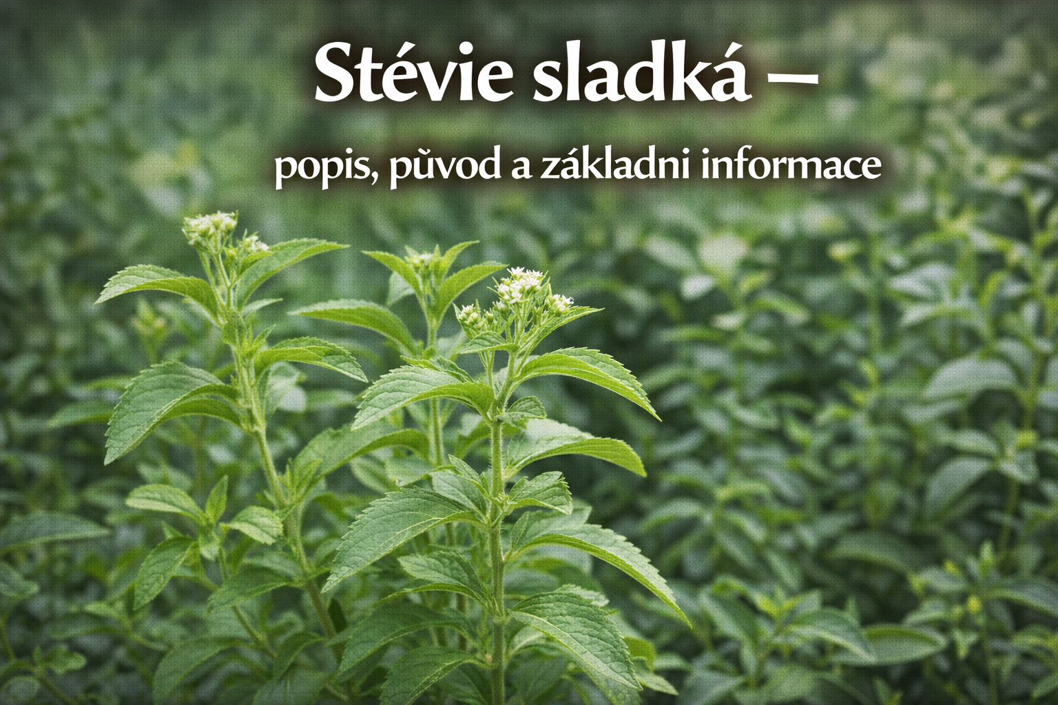 Co je co?