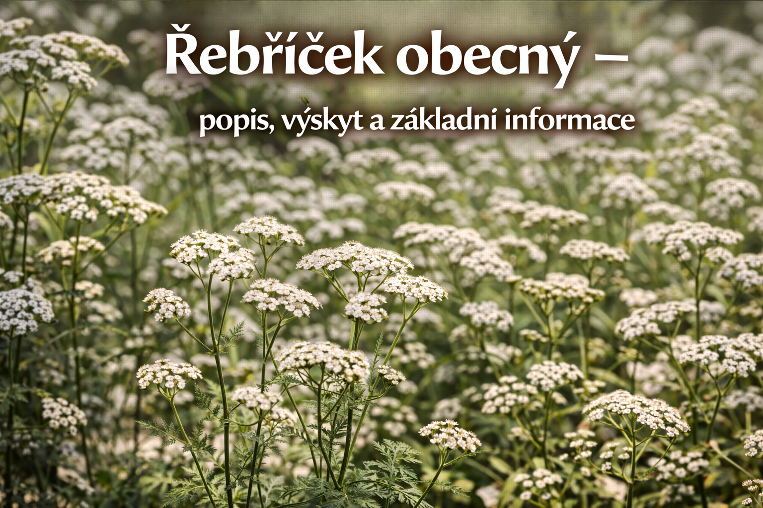 Co je co?
