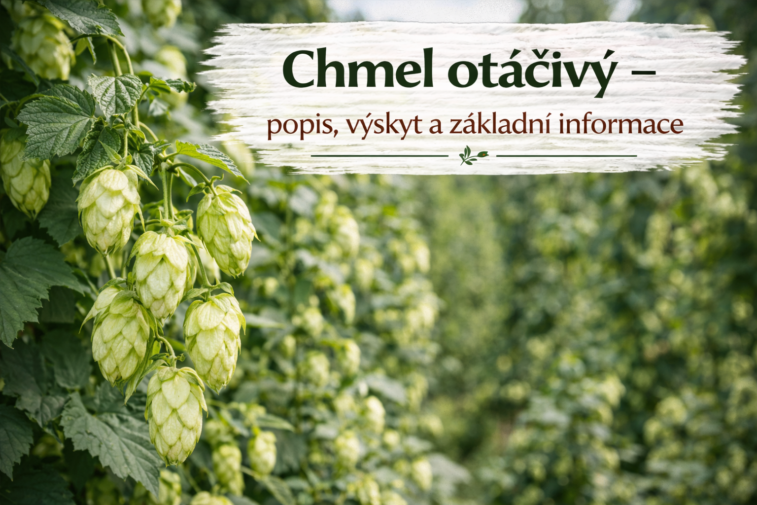 Co je co?