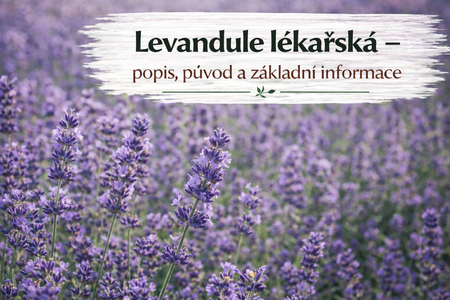 Co je co?
