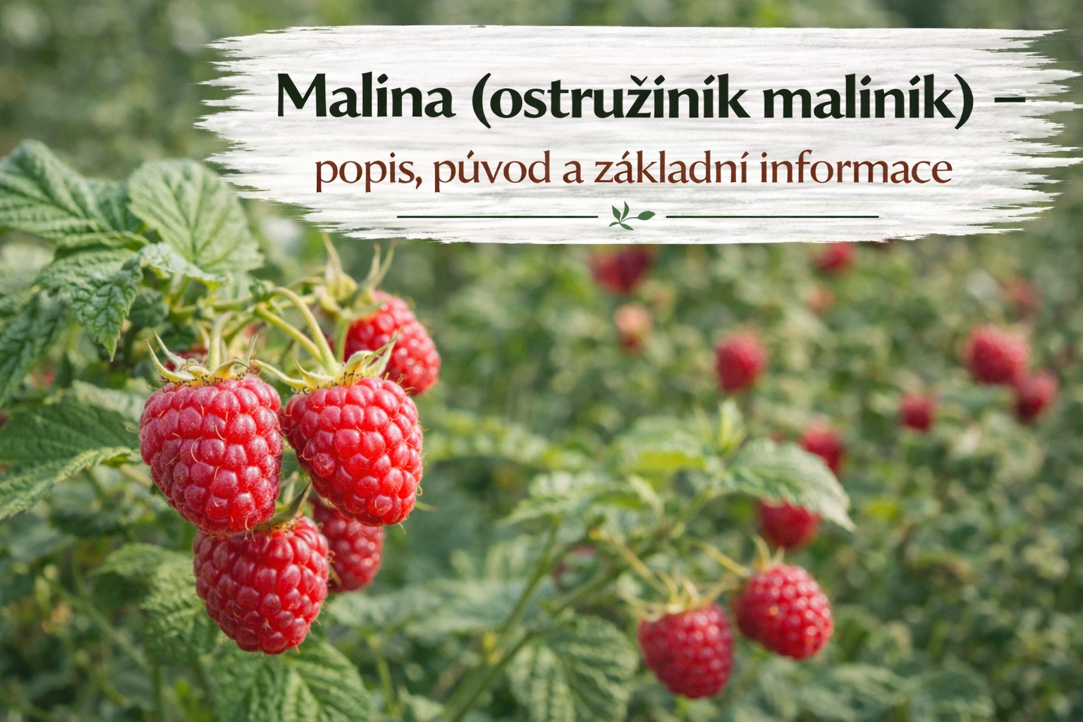Co je co?
