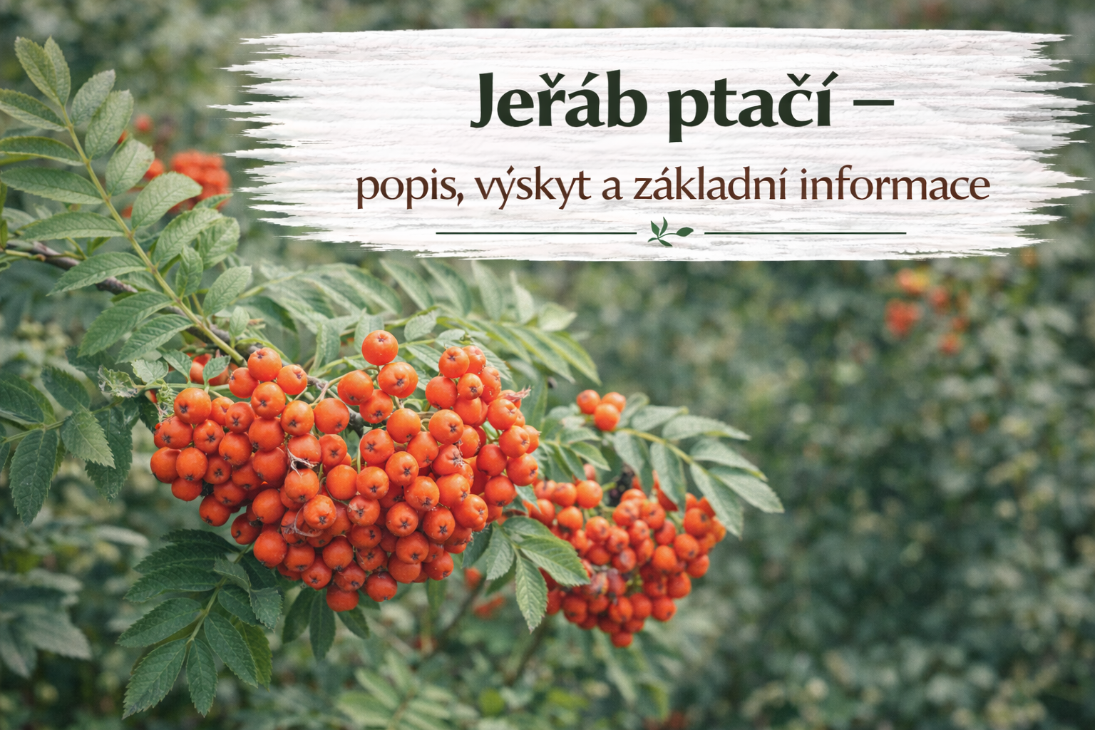 Co je co?