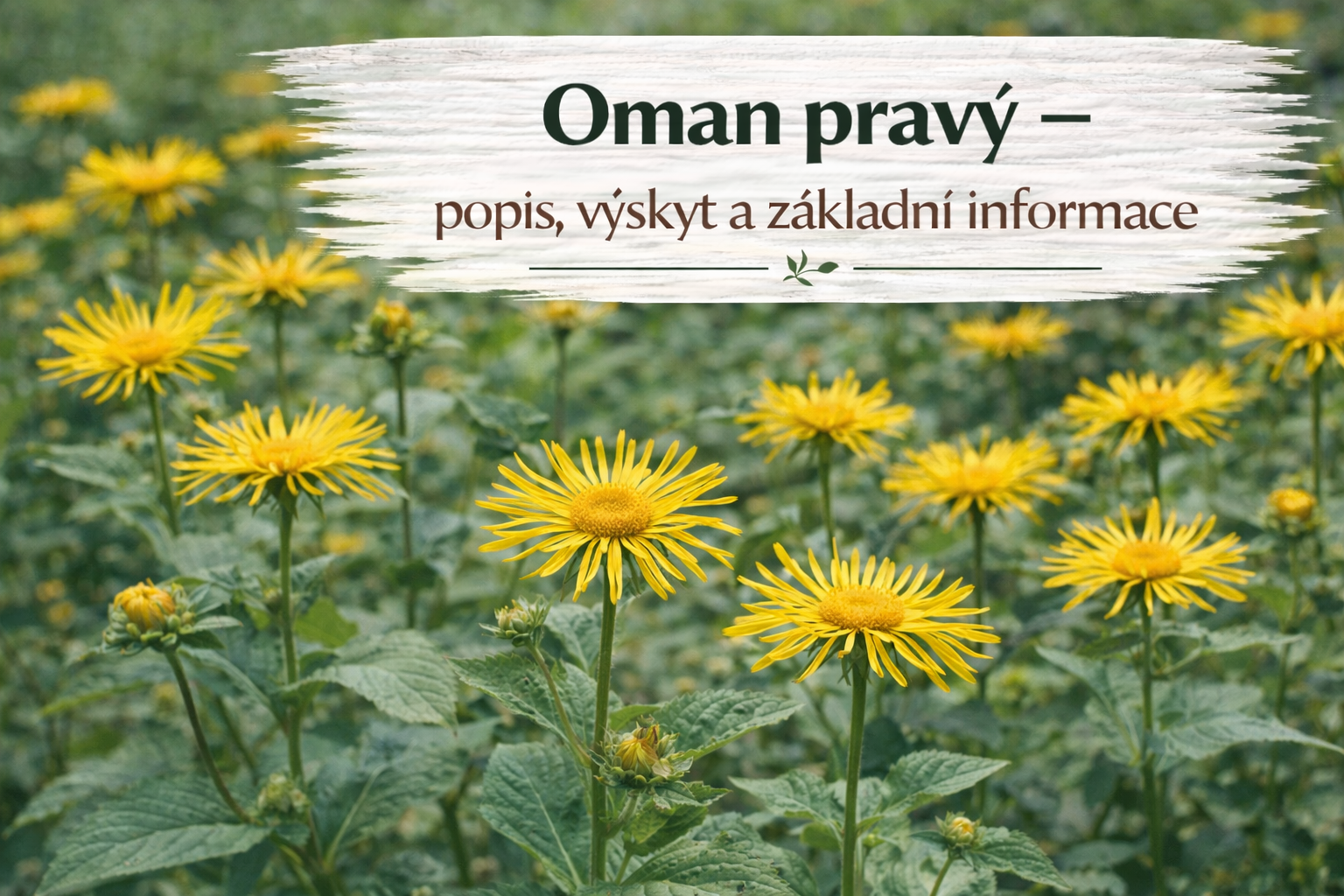 Co je co?