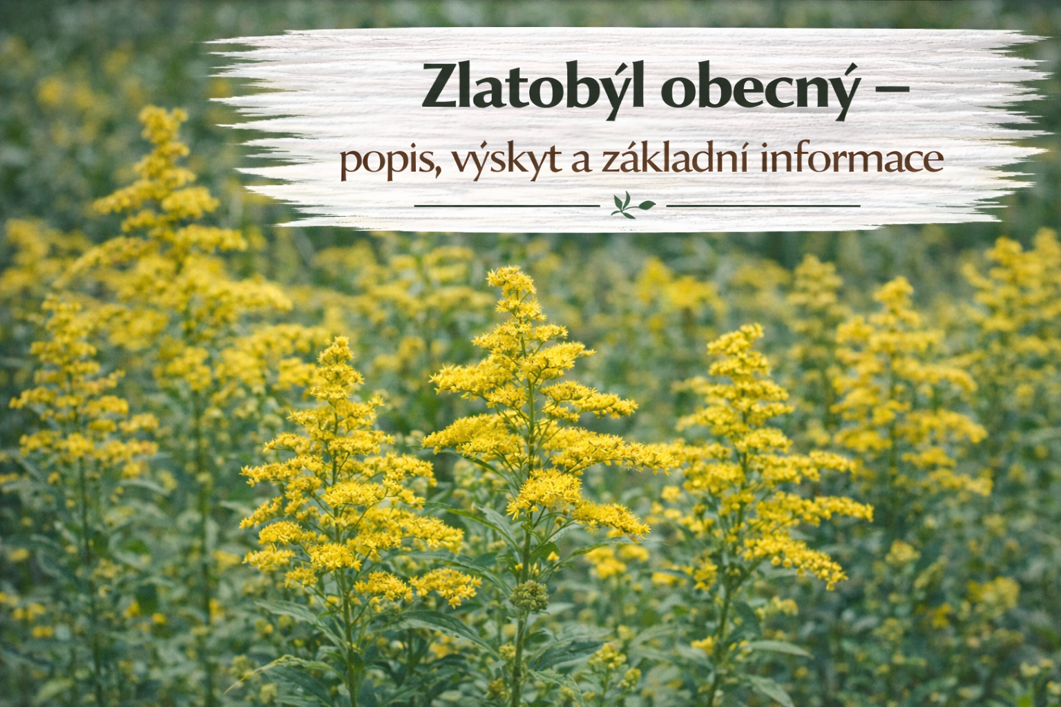 Co je co?