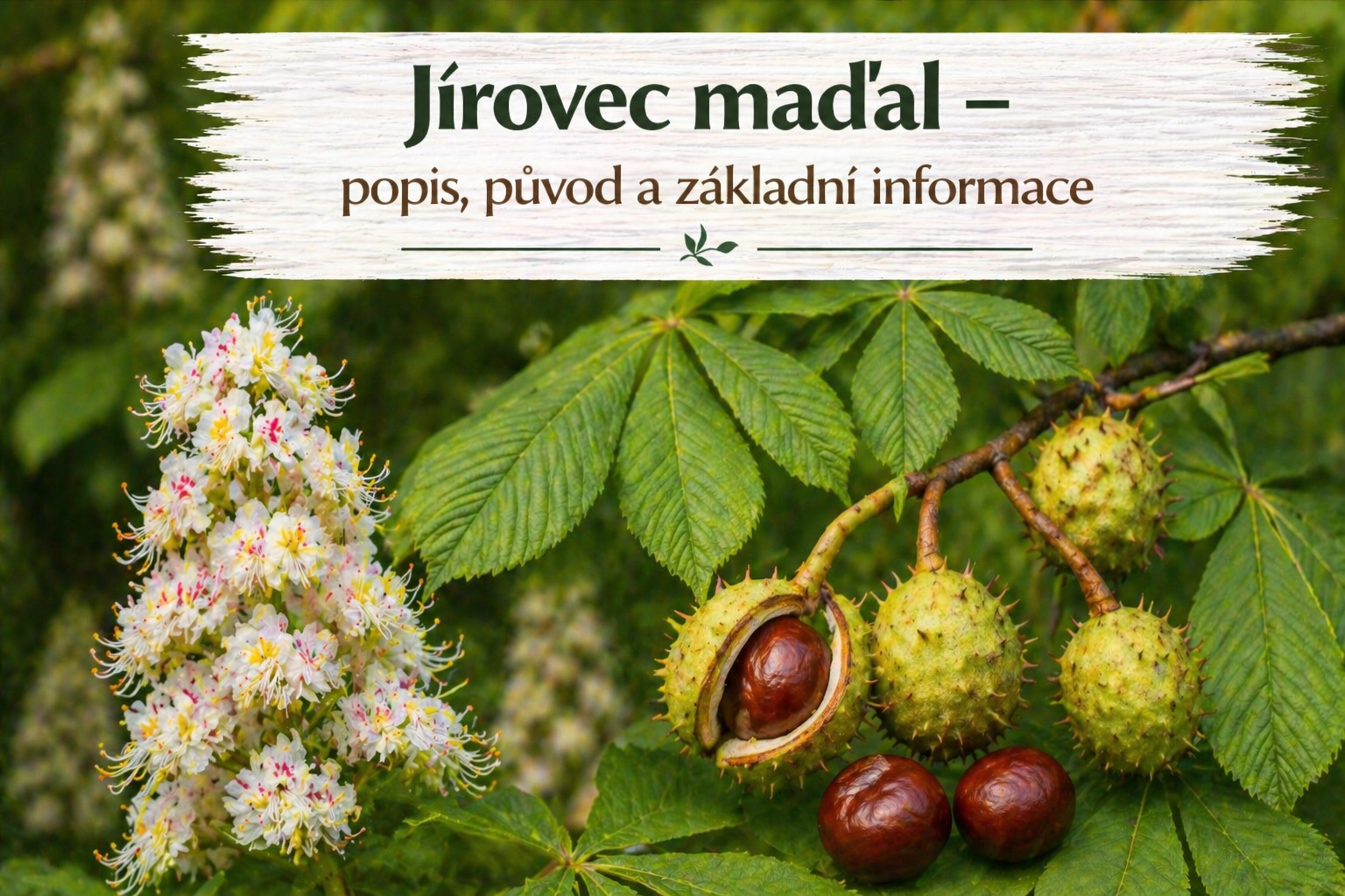 Jírovec maďal – popis, výskyt a základní informace