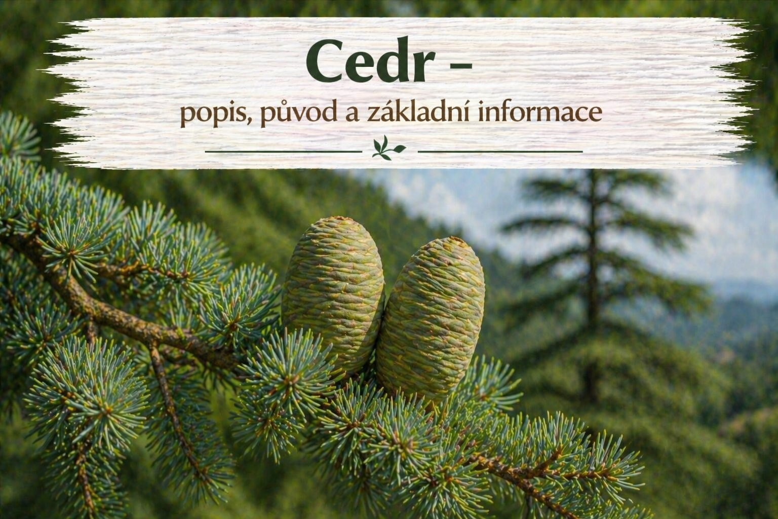 Cedr – popis, původ a základní informace