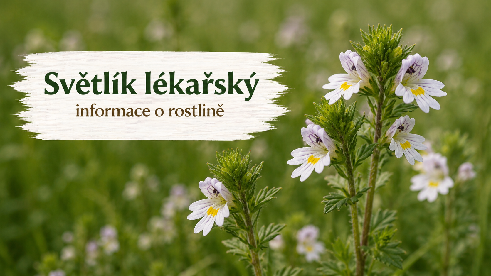Světlík lékařský