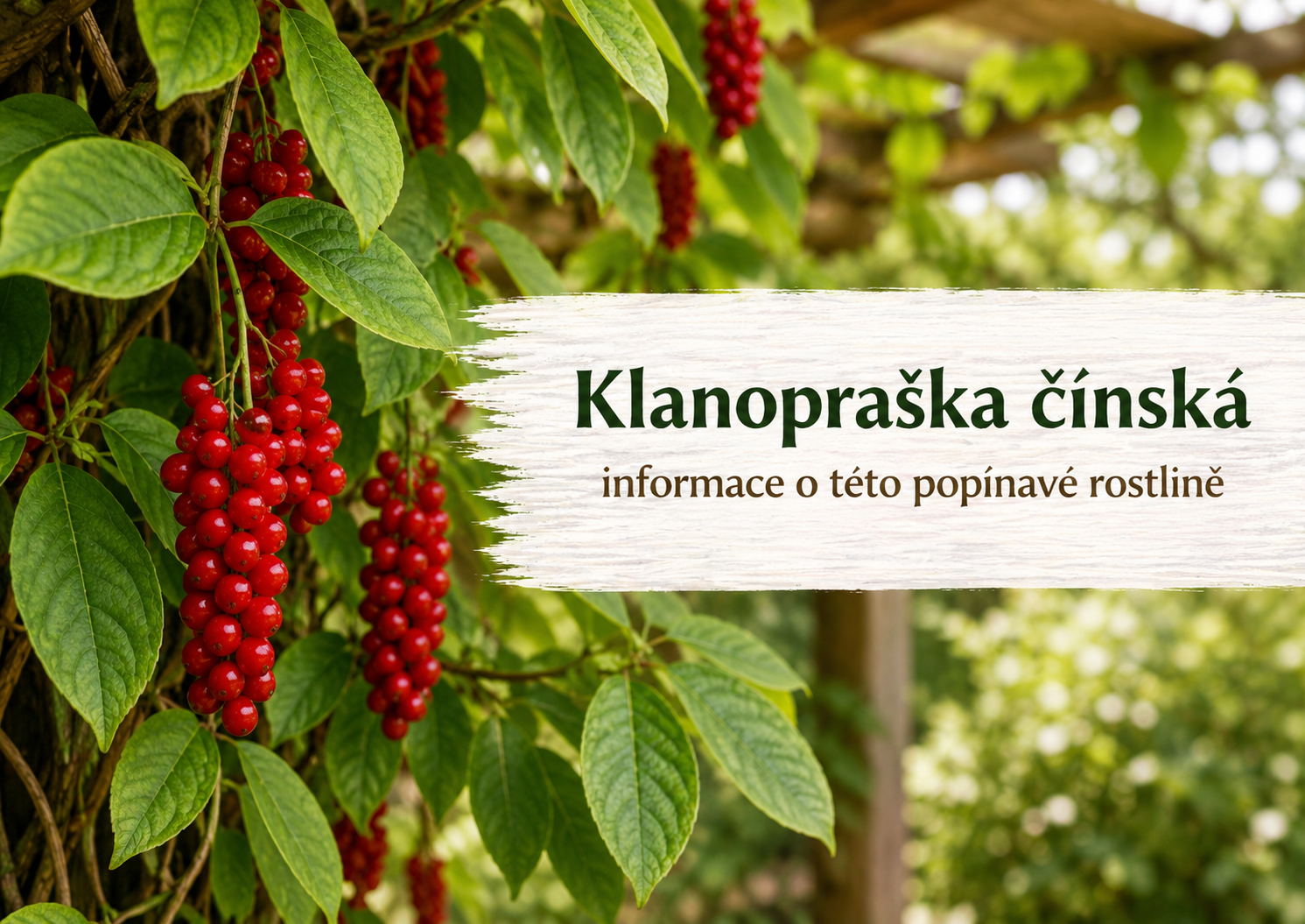 Klanopraška čínská