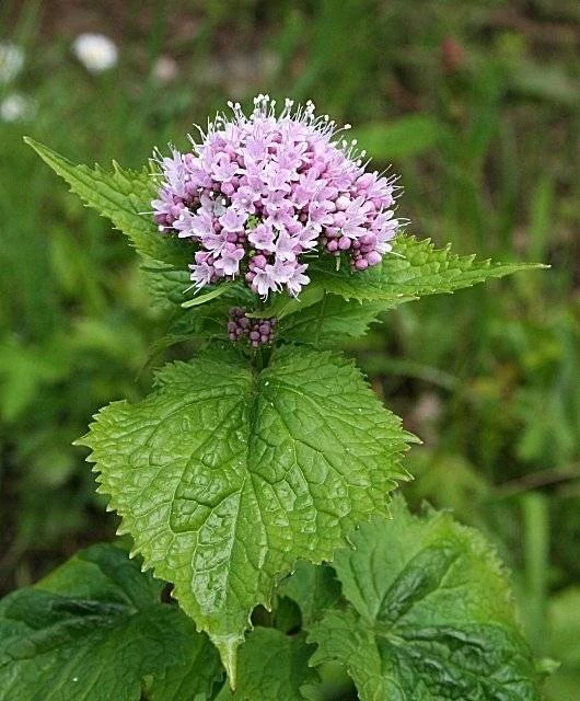 Valeriana Andina, 60 kapslí Dr. Popov